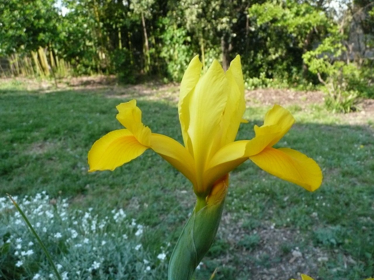 Iris x hollandica leaf