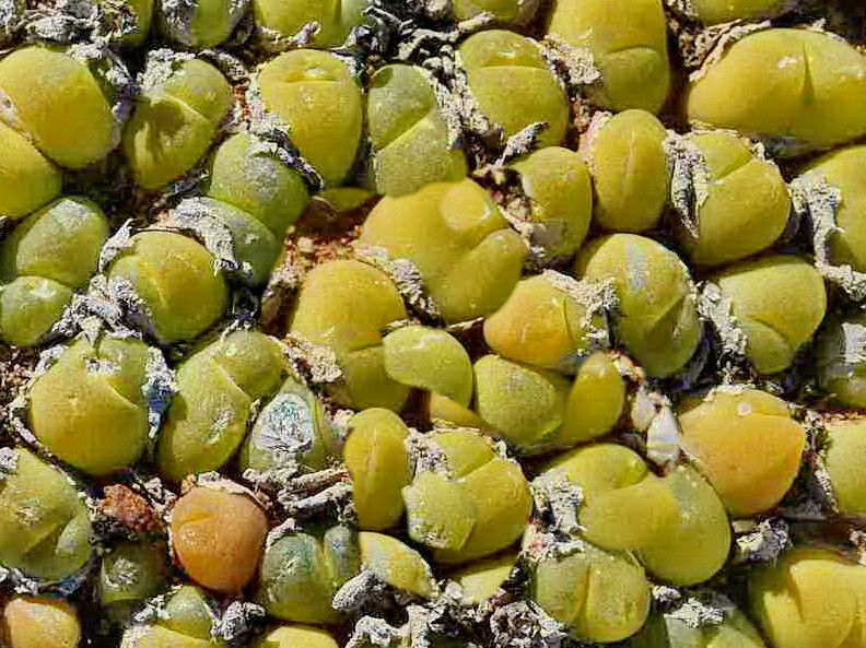 Gibbaeum nuciforme — houseplant care guide