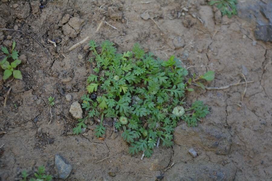 Soliva stolonifera — related species from the same genus