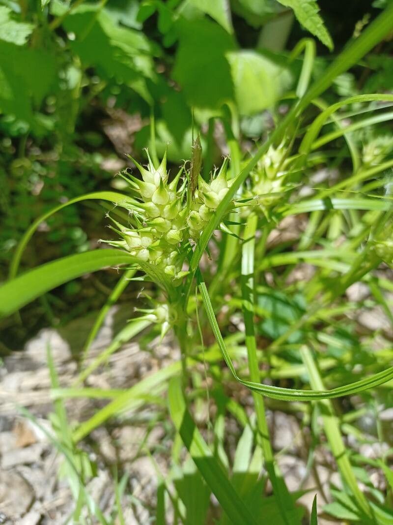 Carex lupulina fruit
