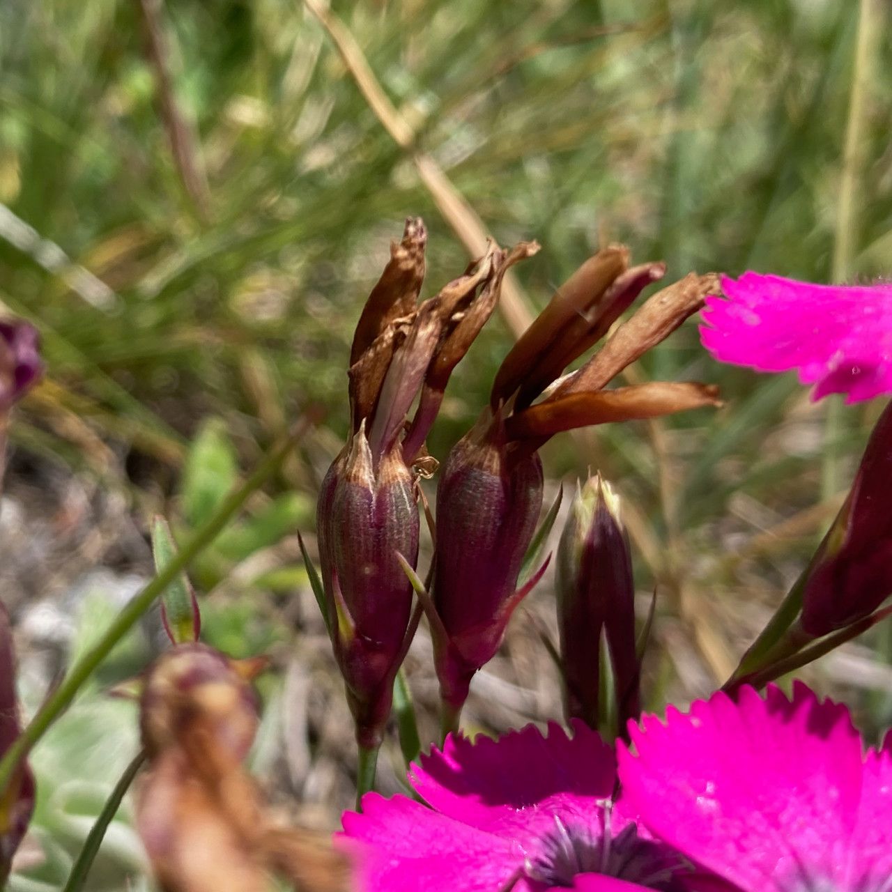 Dianthus pavonius fruit