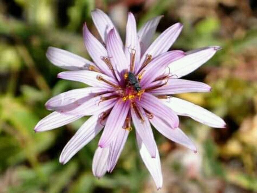 Scorzonera multifida — search result for 'Scorzonera'