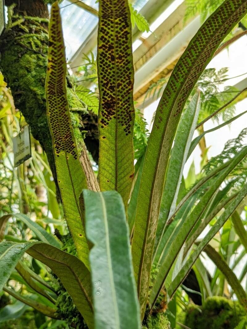 Pyrrosia distichocarpa — houseplant care guide