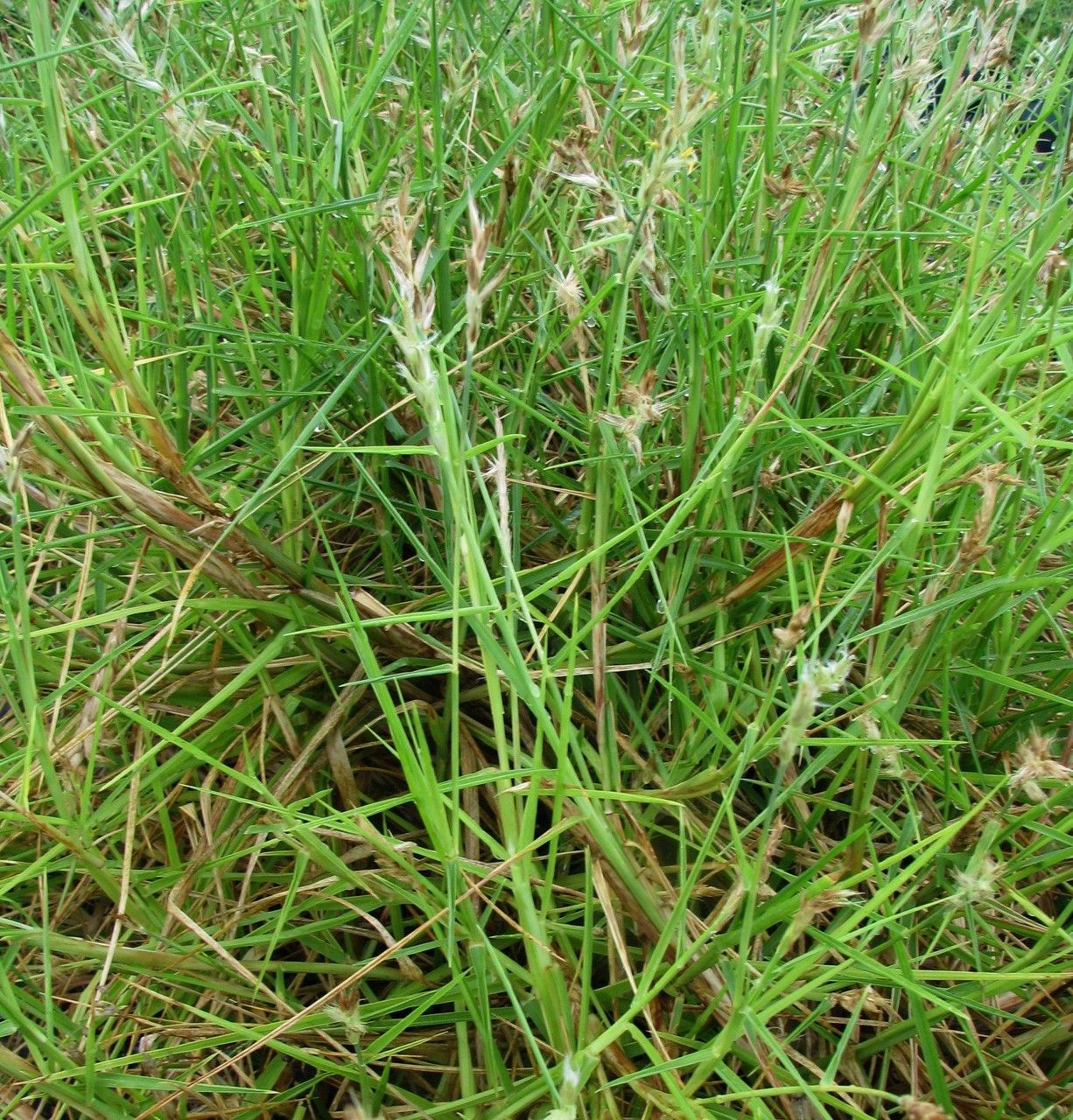 Cenchrus agrimonioides habit