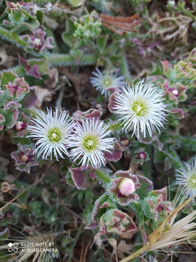 Mesembryanthemum crystallinum flower