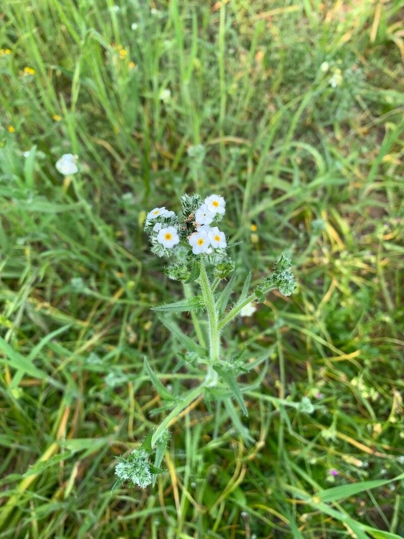 Cryptantha clevelandii leaf