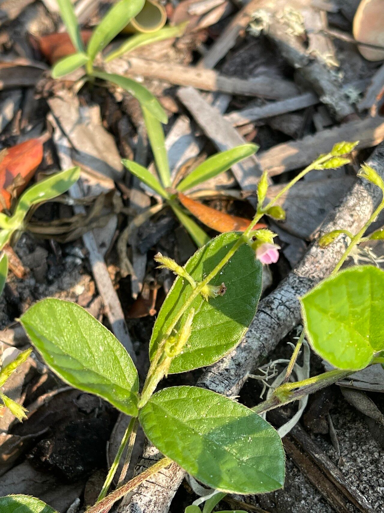 Teramnus repens leaf