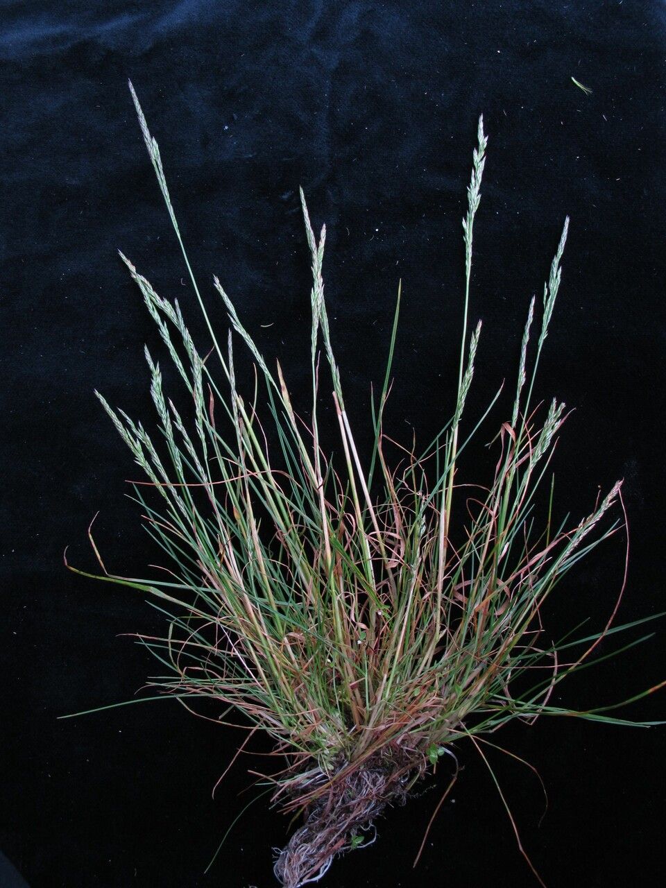 Agrostis inaequiglumis habit