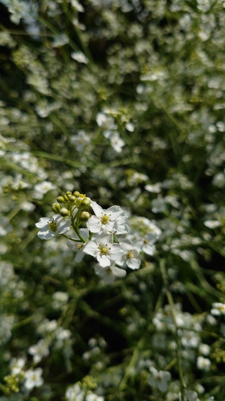 Crambe cordifolia flower