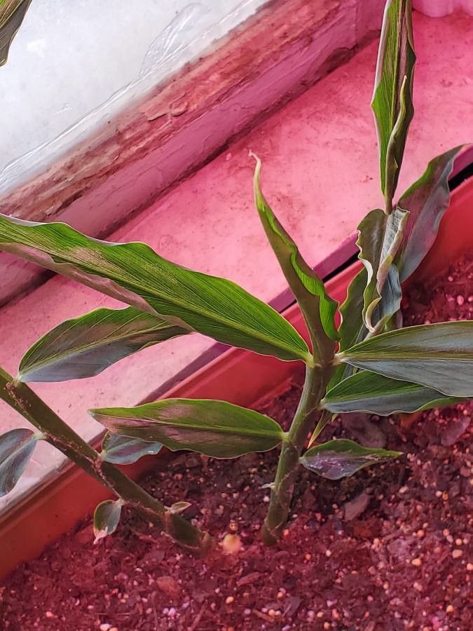 Zingiber officinale other