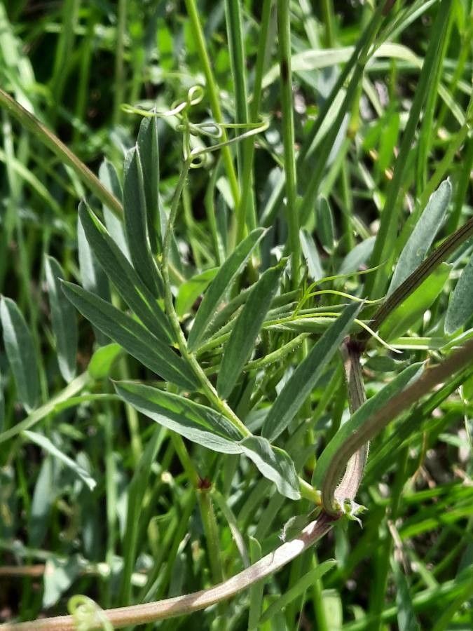 Vicia Onobrychioides leaf
