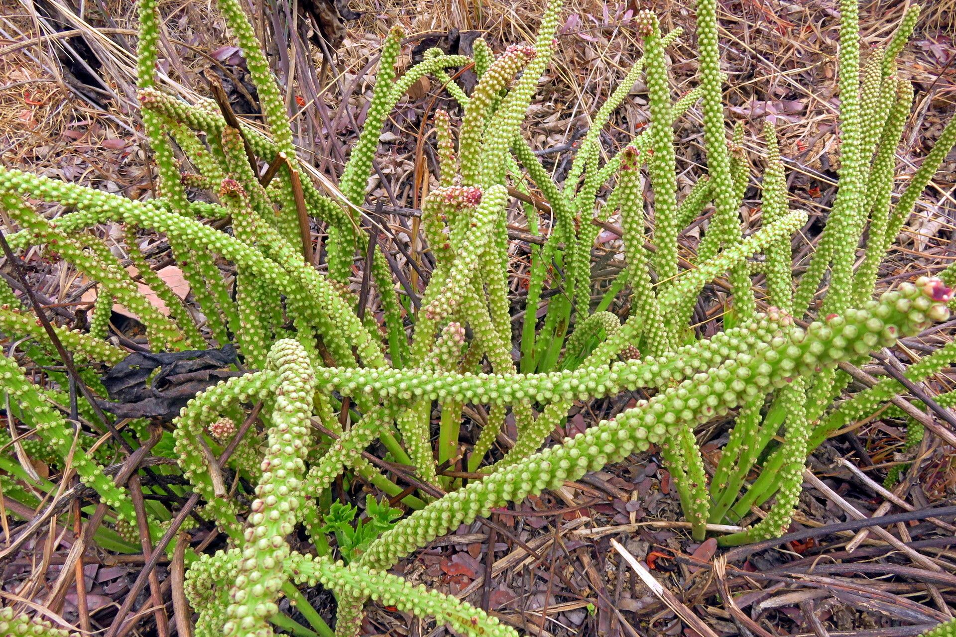 Cussonia corbisieri habit