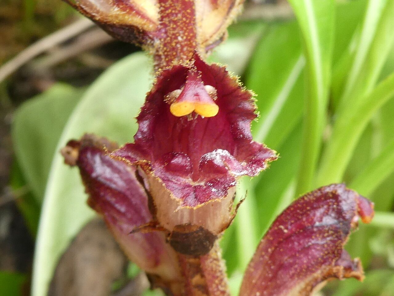 Orobanche gracilis flower