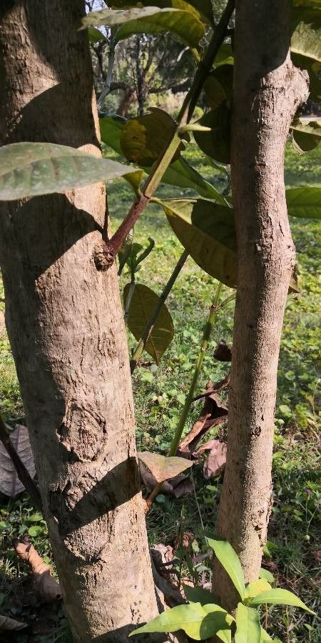 Syzygium tetragonum bark