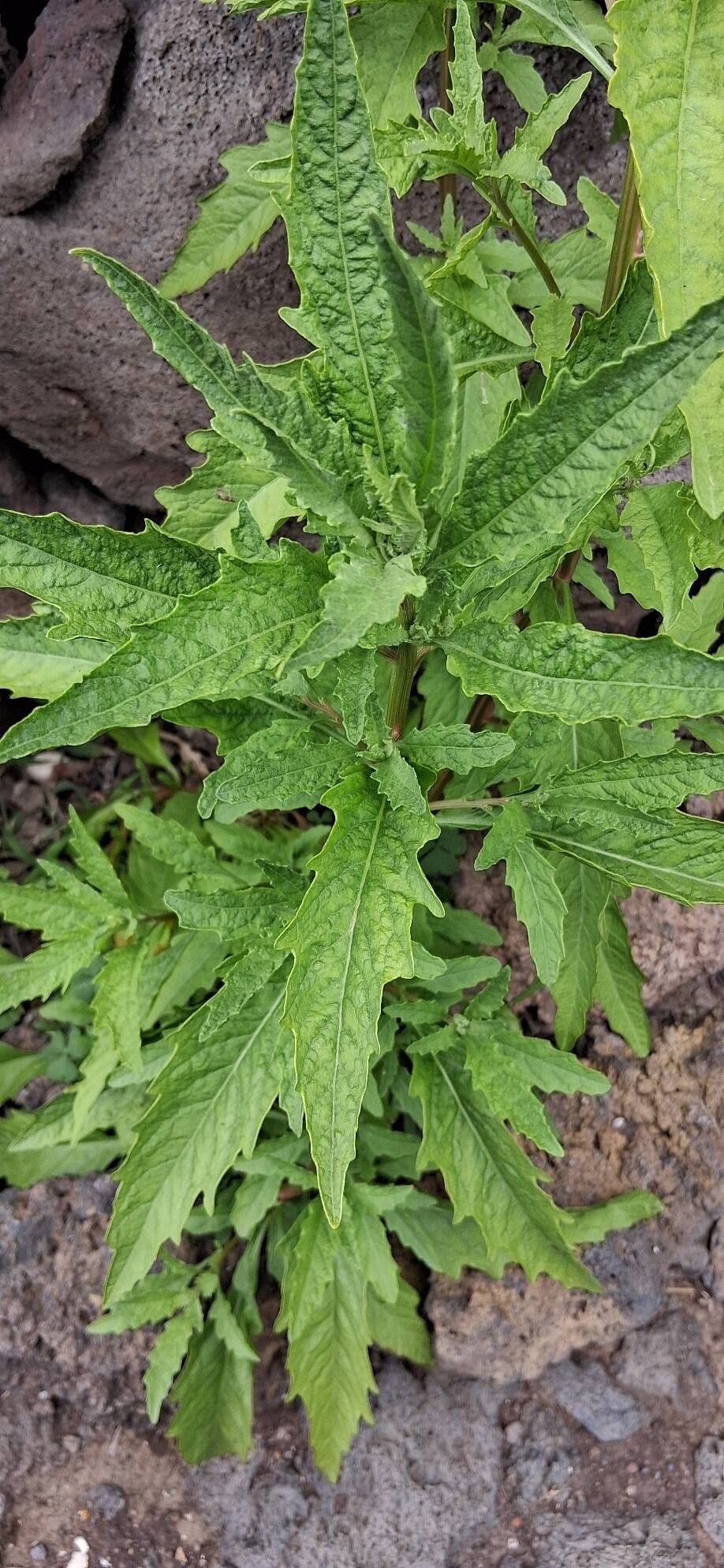 Dysphania anthelmintica