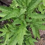 Dysphania anthelmintica