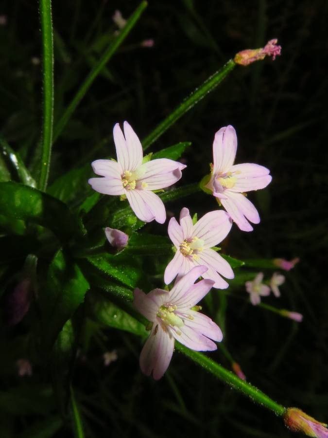 Epilobium alpestre flower