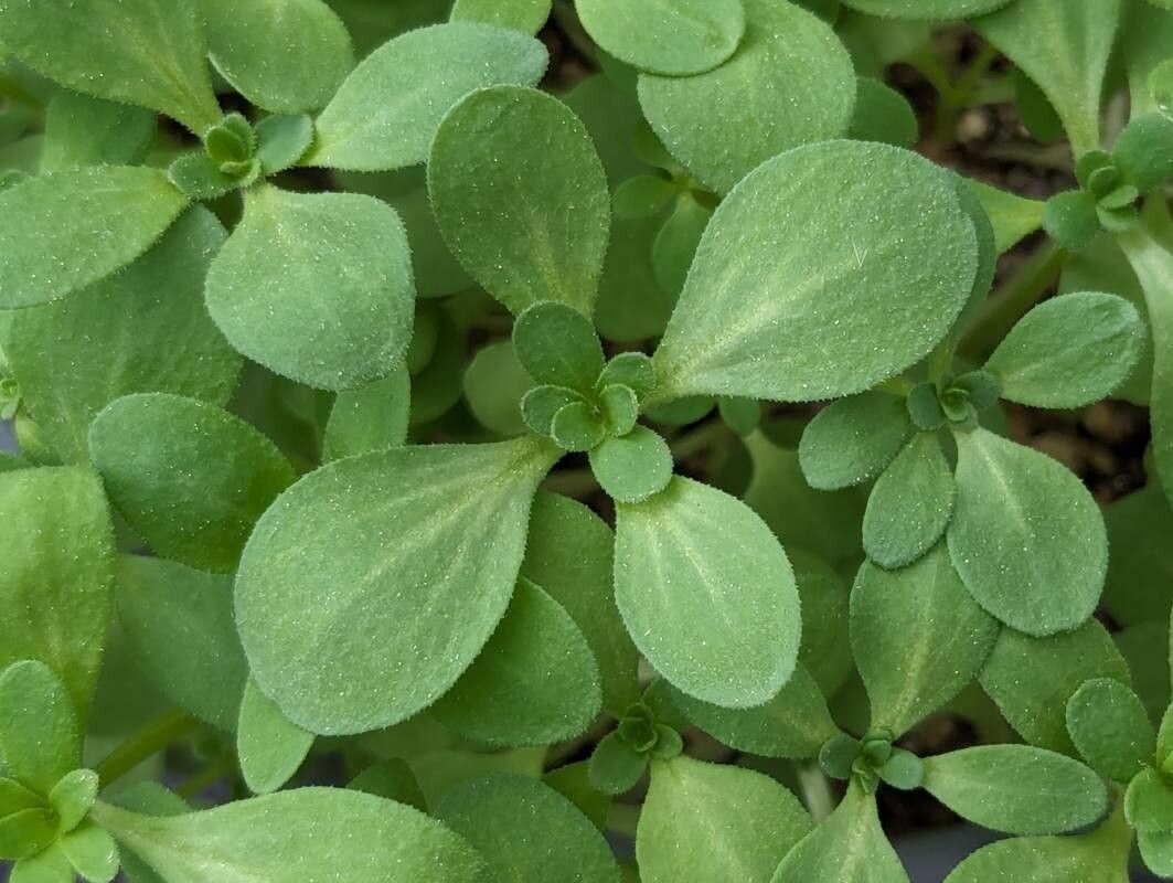 Asperula orientalis — search result for 'Asperula'