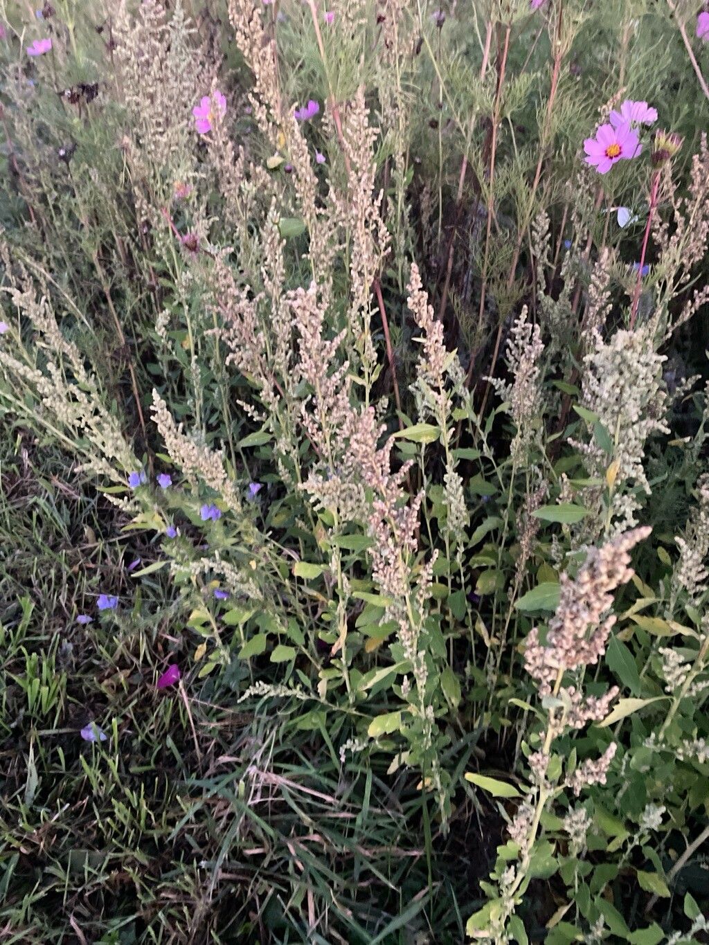 Dysphania anthelmintica leaf