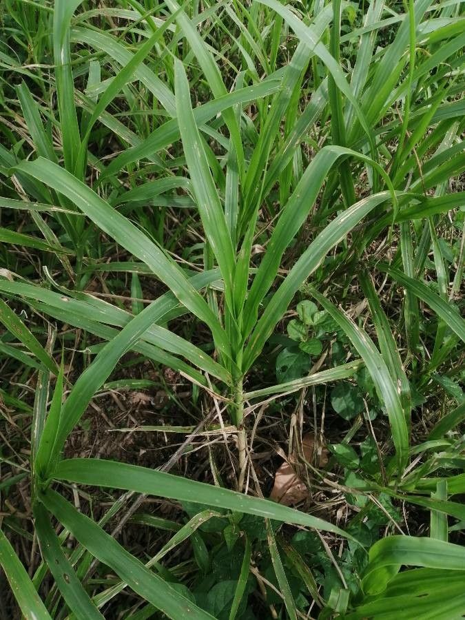 Paspalum fasciculatum — search result for 'Paspalum'