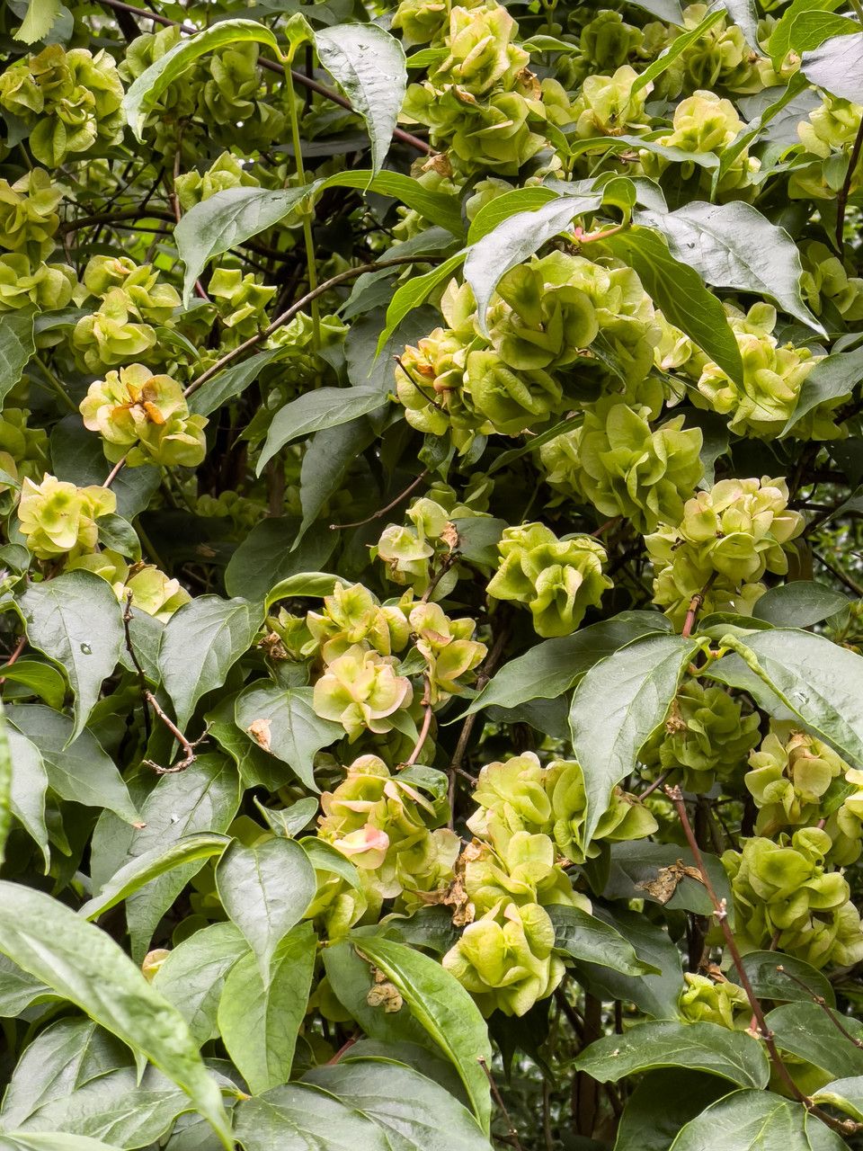 Dipelta floribunda fruit