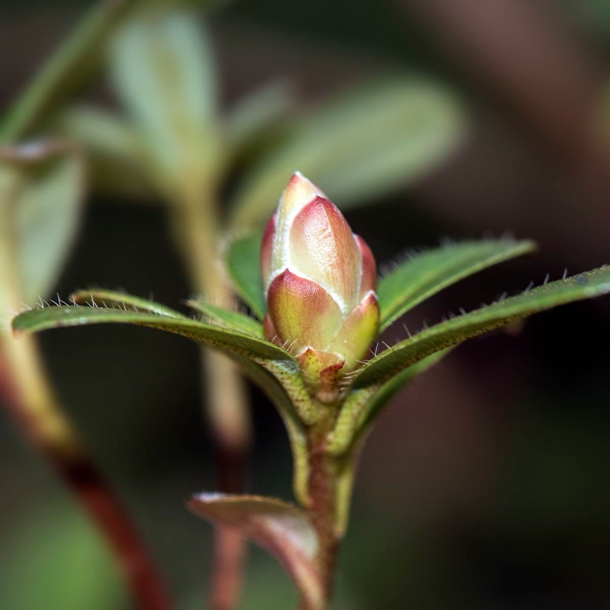 Rhododendron formosum other