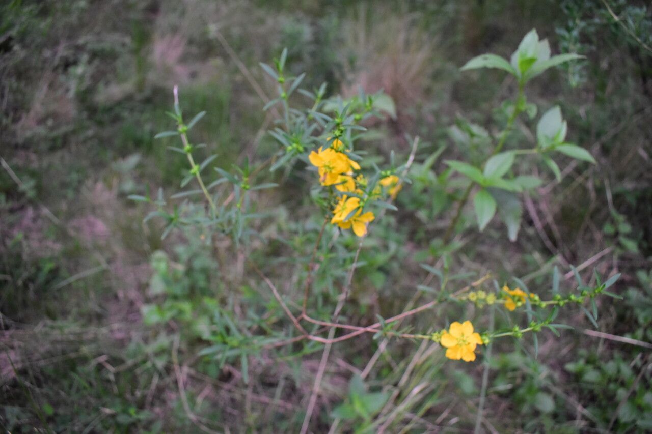 Heimia salicifolia bark