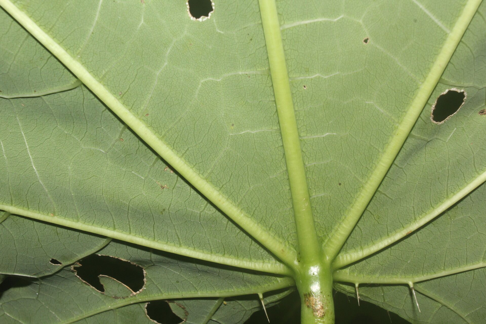 Cnidoscolus megacanthus — houseplant care guide