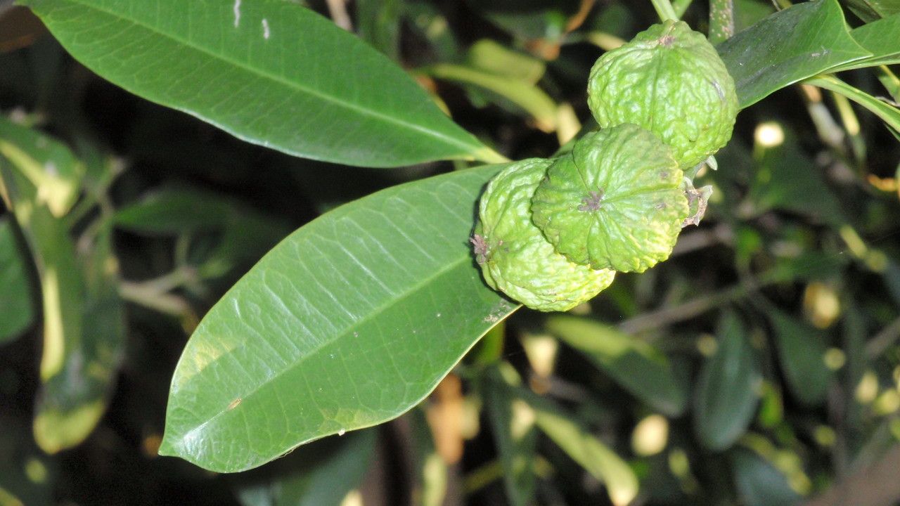 Baloghia inophylla leaf