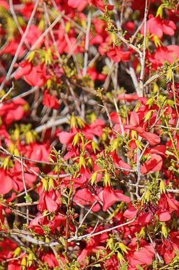 Hermannia stricta — houseplant care guide