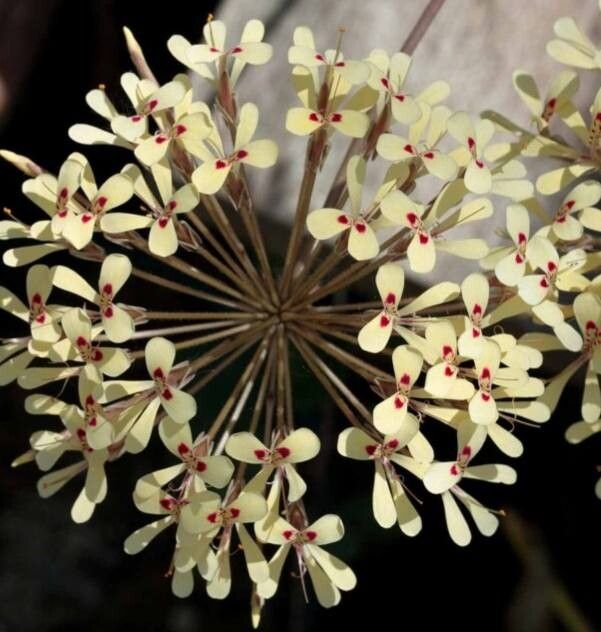 Pelargonium punctatum — houseplant care guide