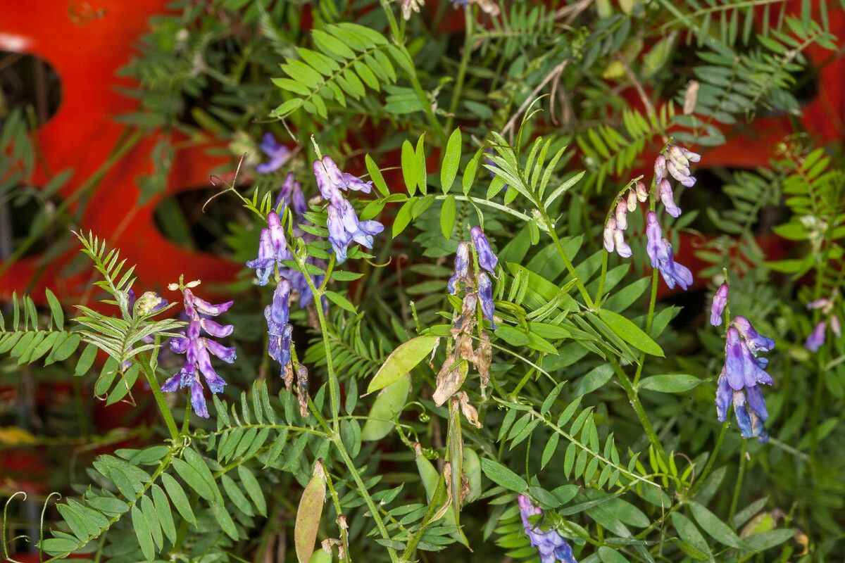 Vicia cassubica flower