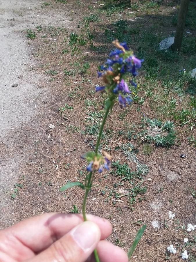 Penstemon rydbergii flower