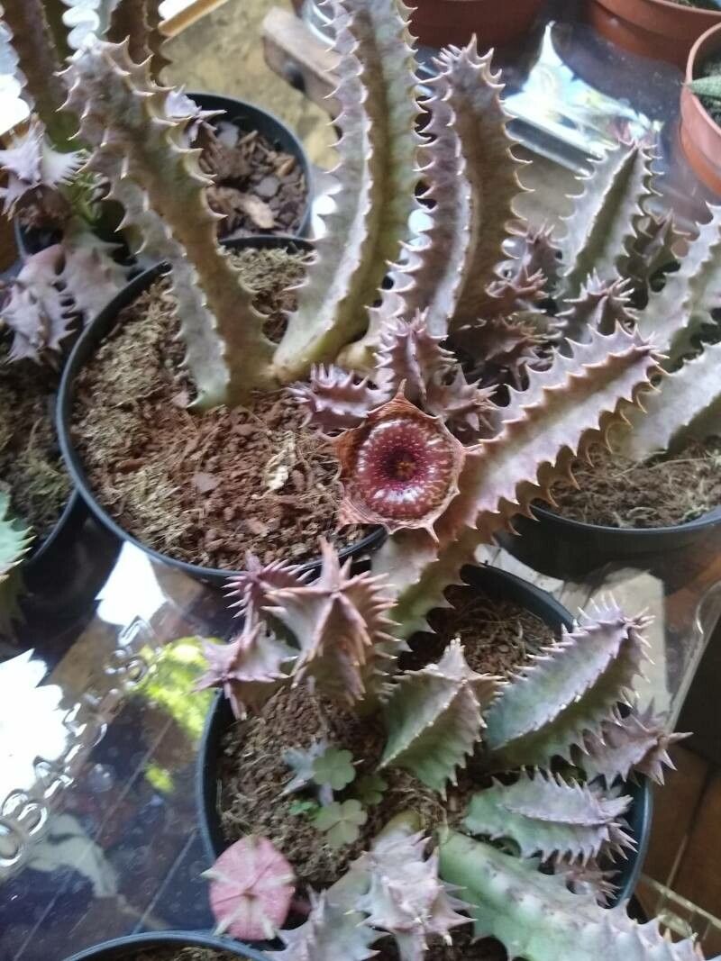 Huernia transvaalensis flower