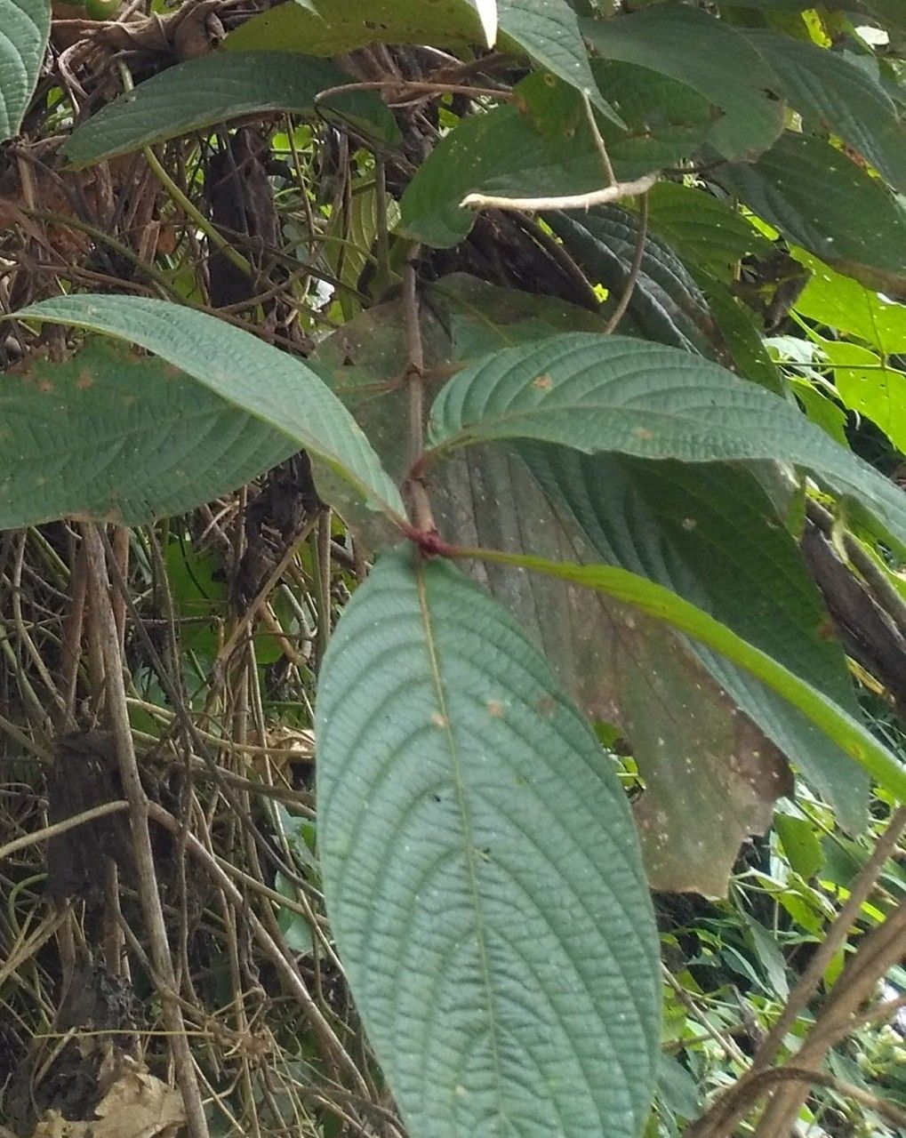 Mussaenda pubescens leaf
