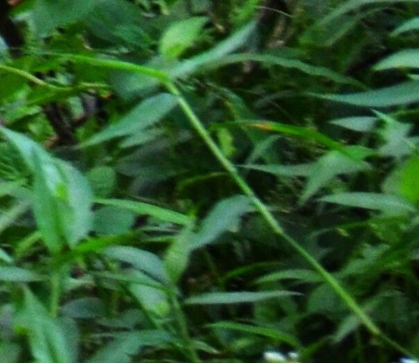 Persicaria barbata — houseplant care guide