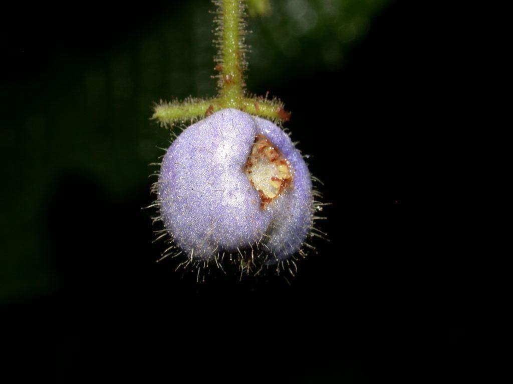 Clidemia japurensis fruit
