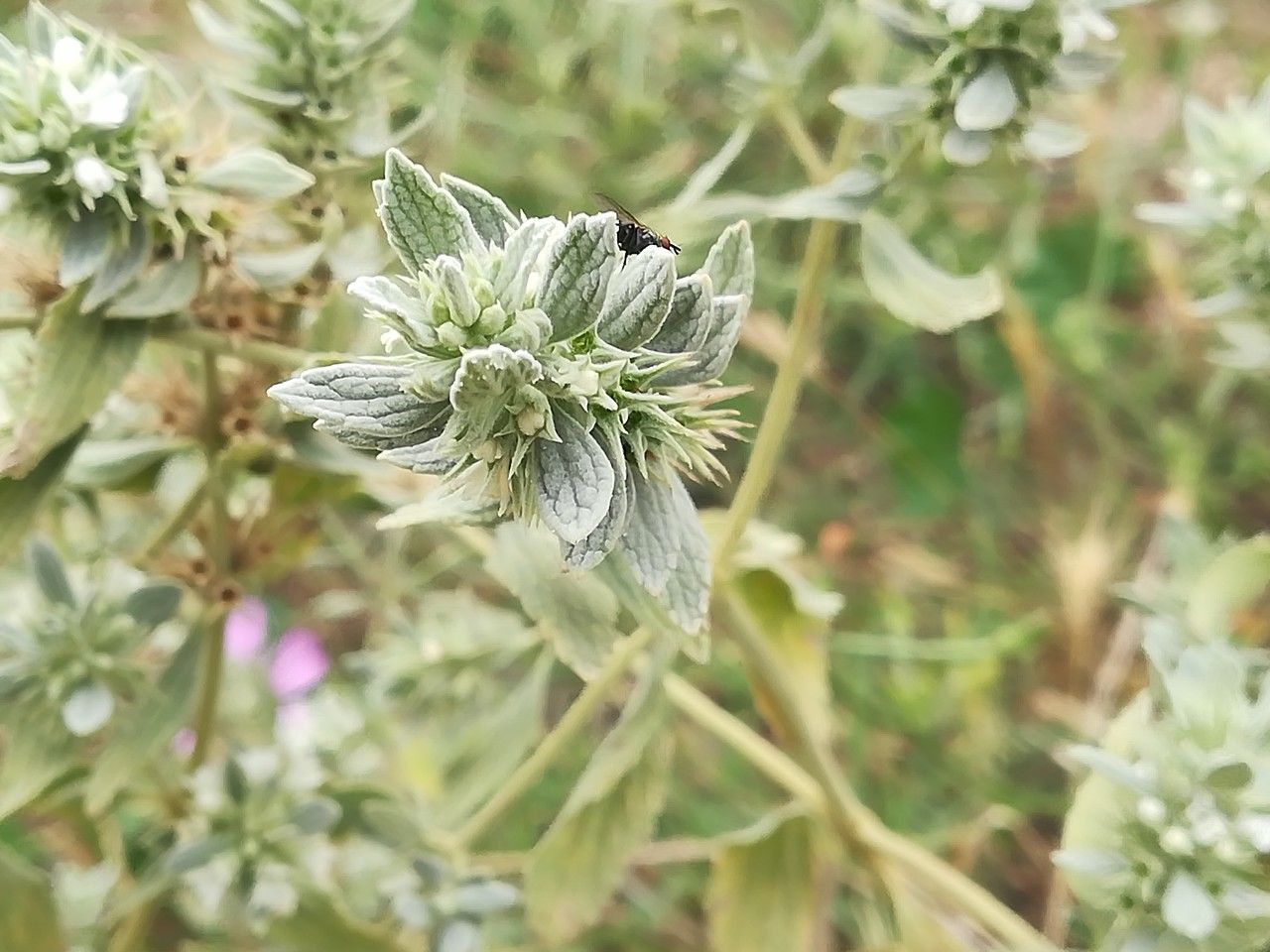 Marrubium incanum fruit