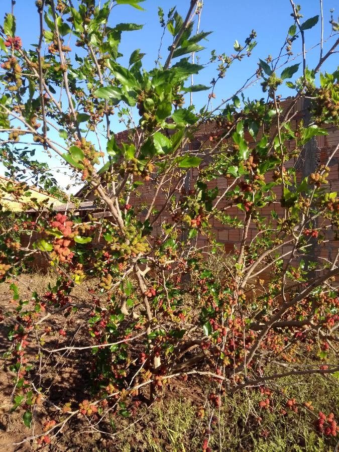 Rubus sellowii — houseplant care guide