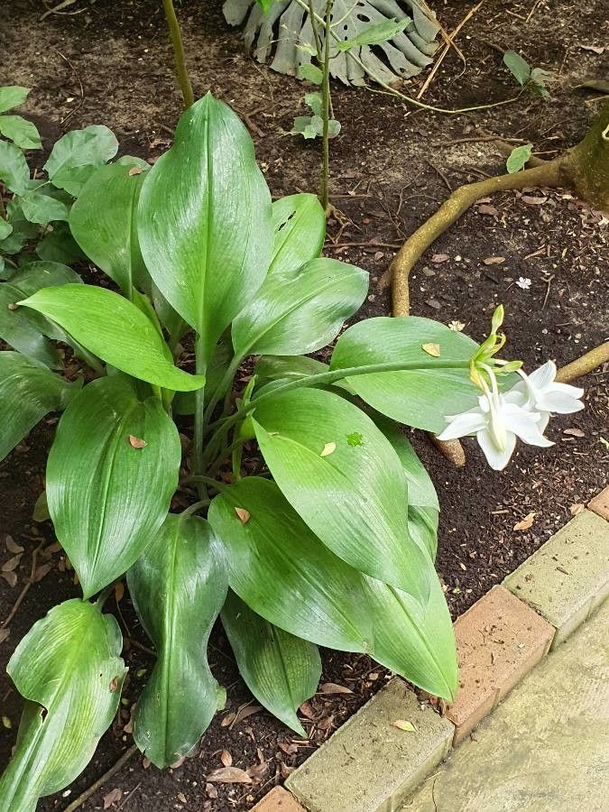 Eucharis amazonica leaf