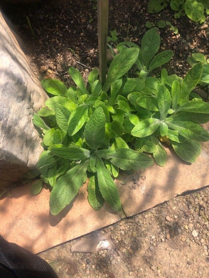 Digitalis minor — search result for 'Digitalis'