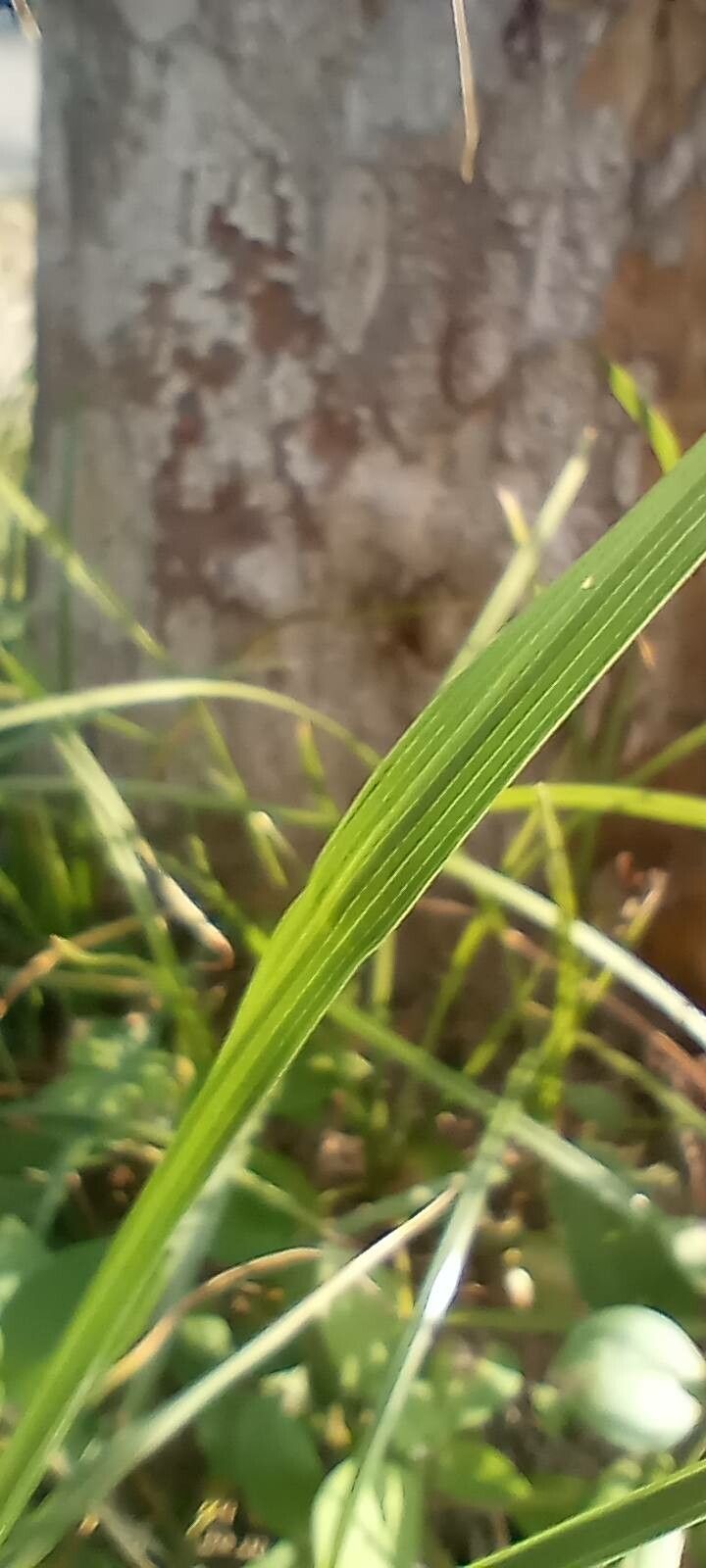 Sporobolus consimilis — houseplant care guide