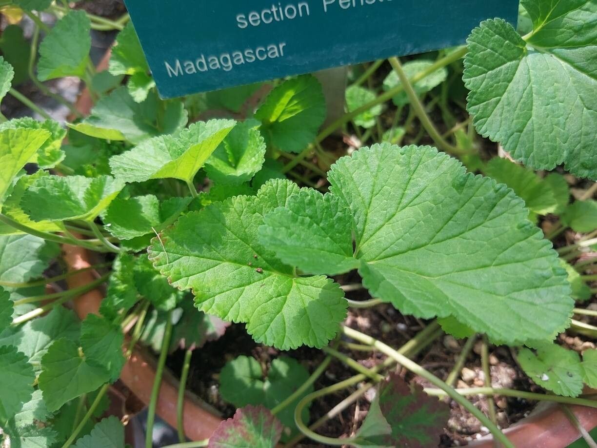 Pelargonium madagascariense — houseplant care guide