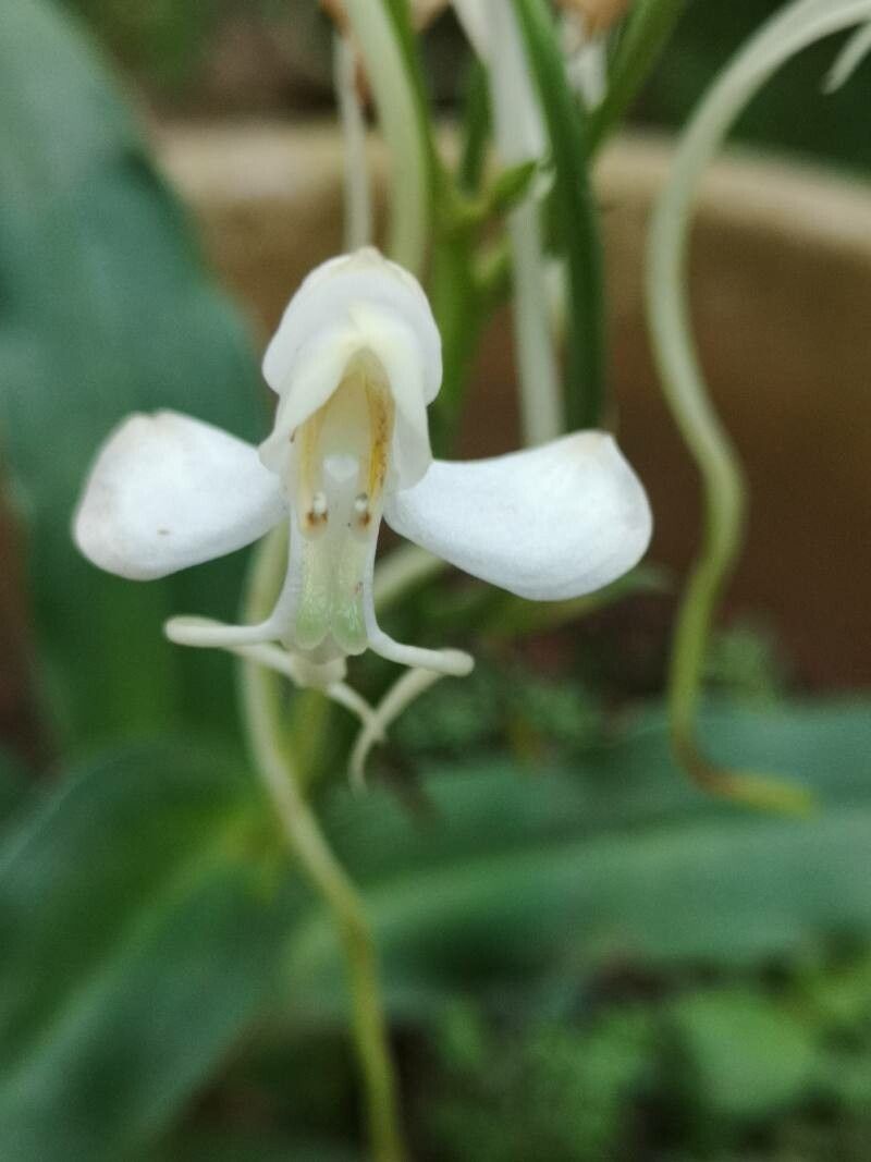 Habenaria procera flower