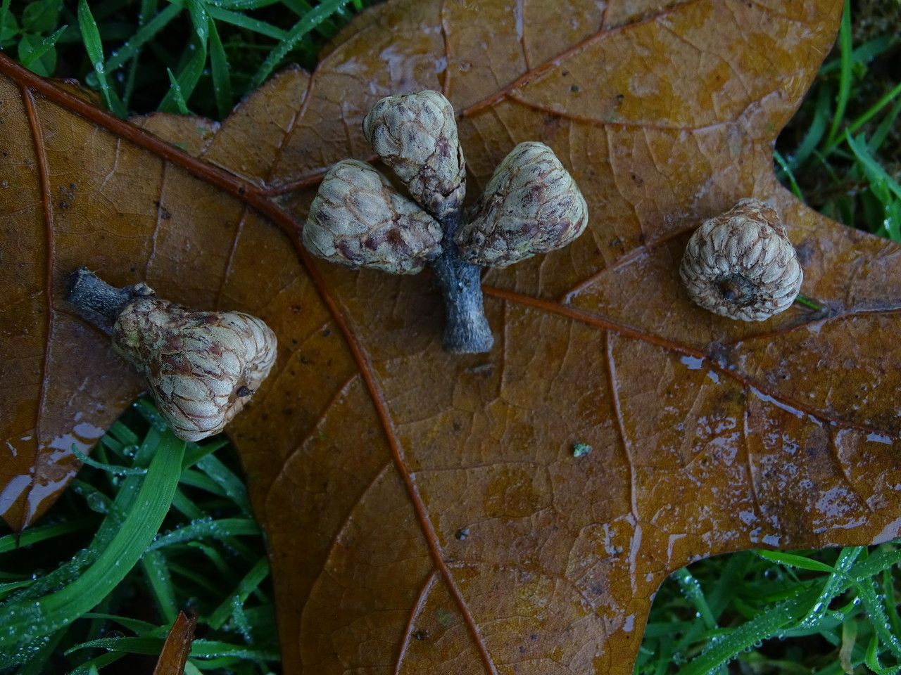 Quercus marilandica fruit