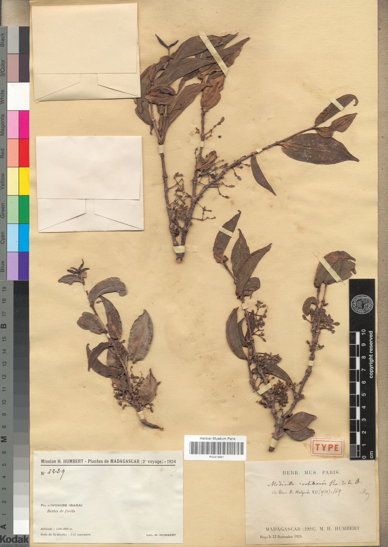 Medinilla ivohibeensis — search result for 'Medinilla'