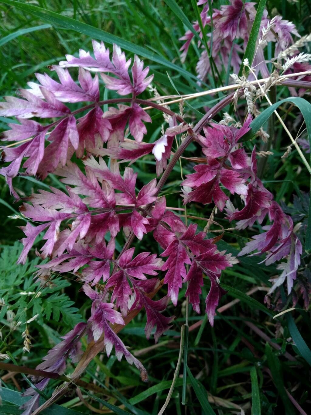 Chaerophyllum hirsutum leaf