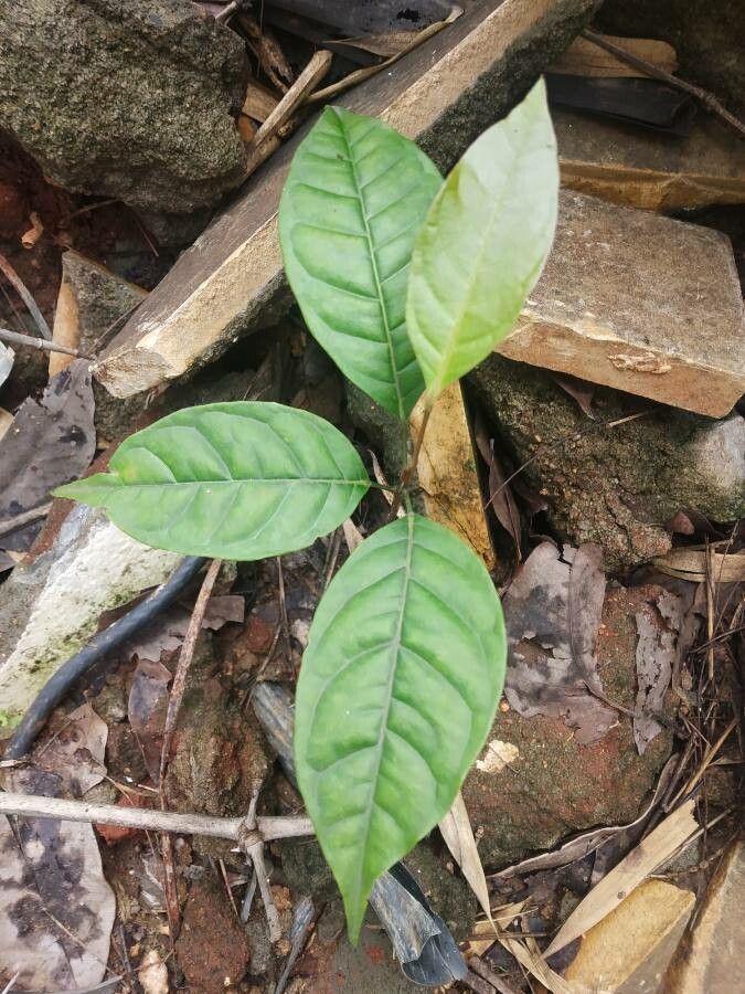 Swietenia mahogani — search result for 'Bahamas'