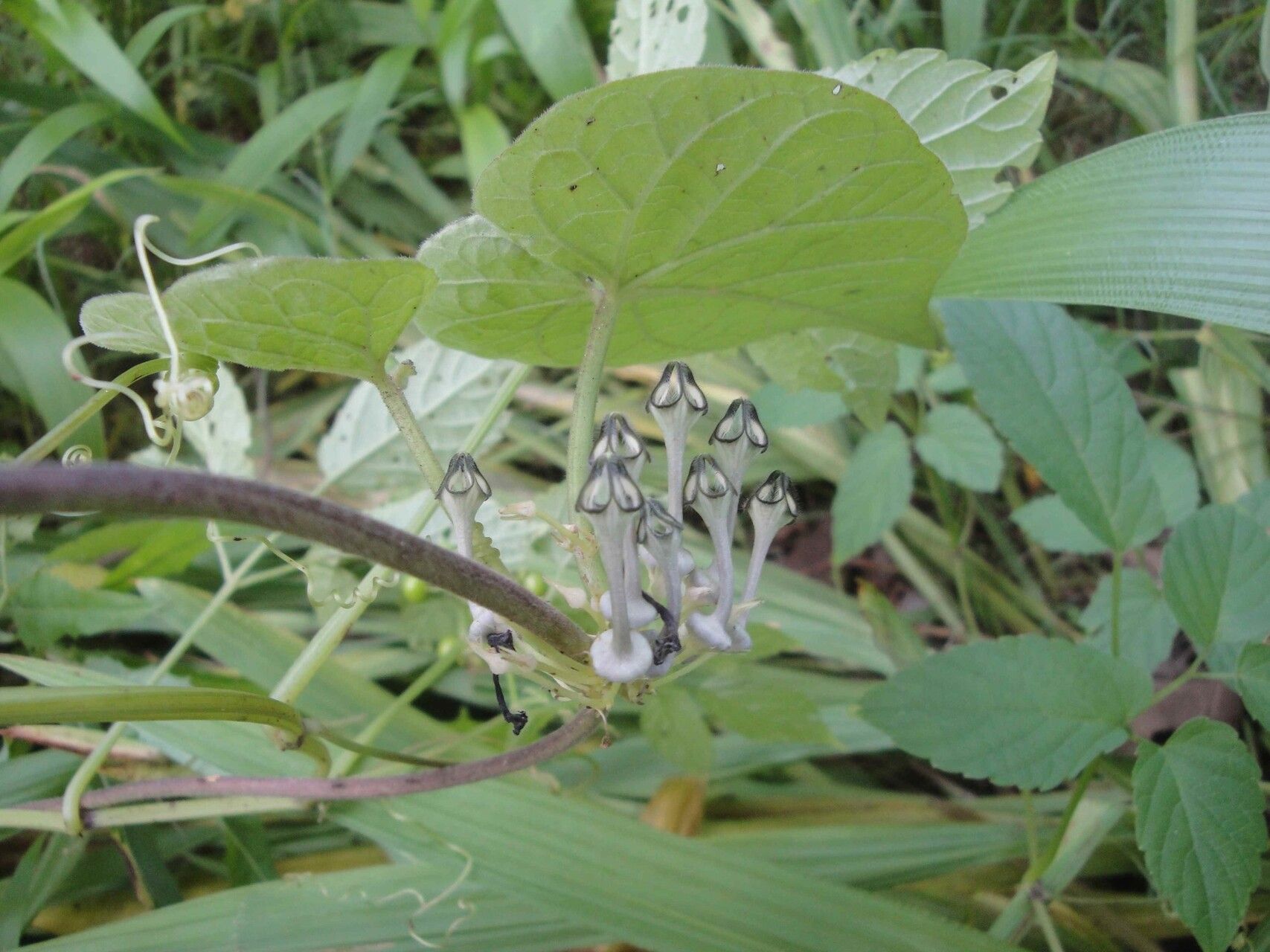 Ceropegia papillata flower