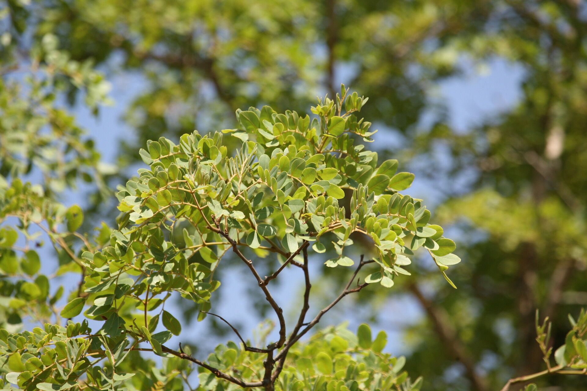 Erythrophleum africanum — related species from the same genus